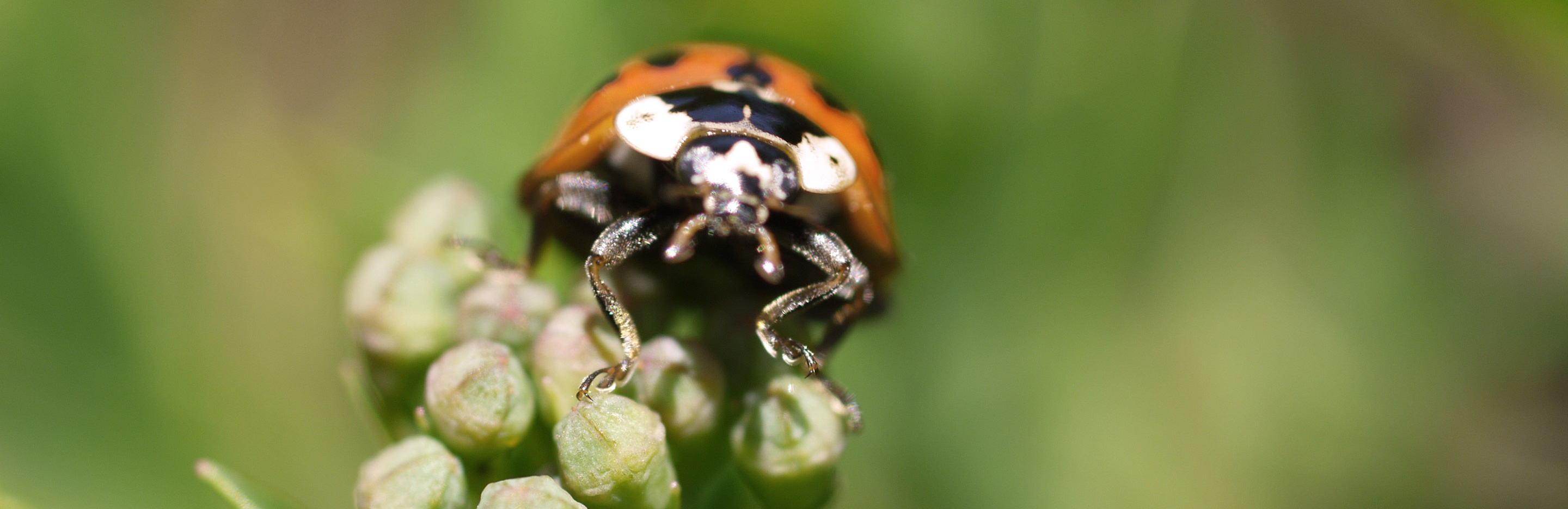 Asiatischer Marienkäfer