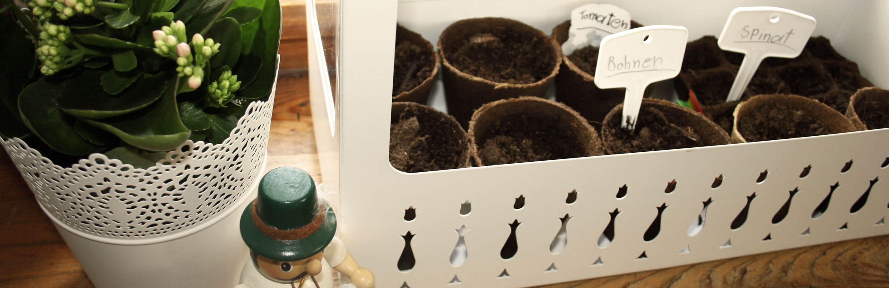 Aussaat auf der Fensterbank