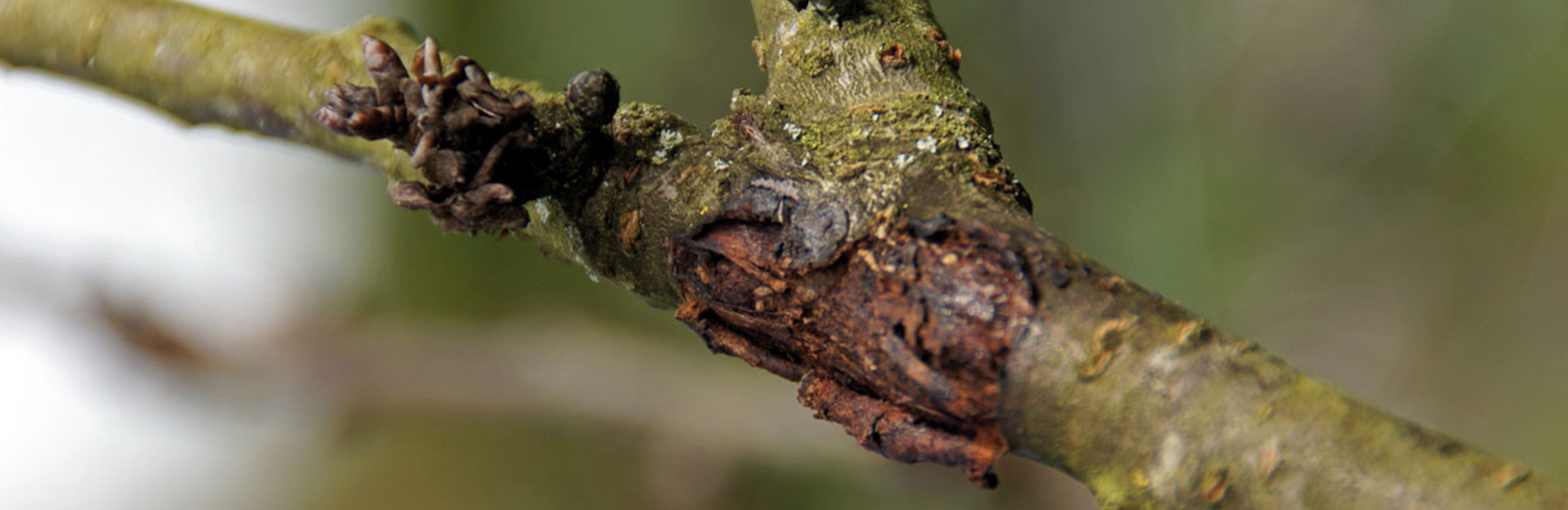 Bakterienbrand an Kirsche