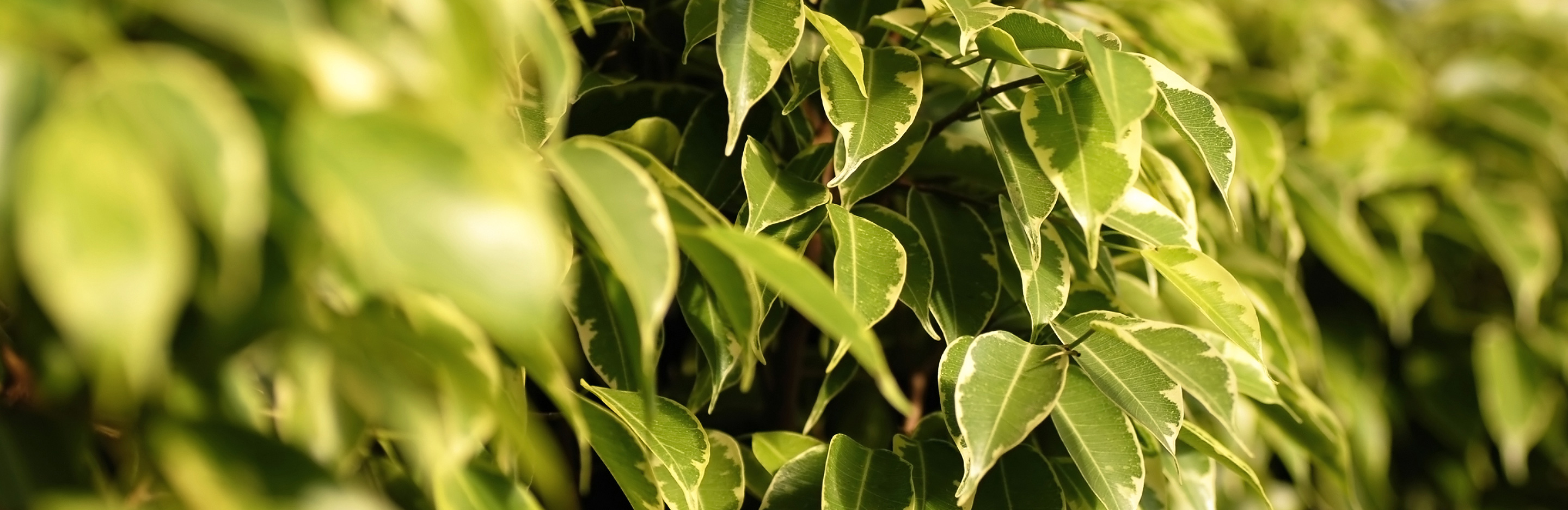 Birkenfeige (Ficus Banjamina)