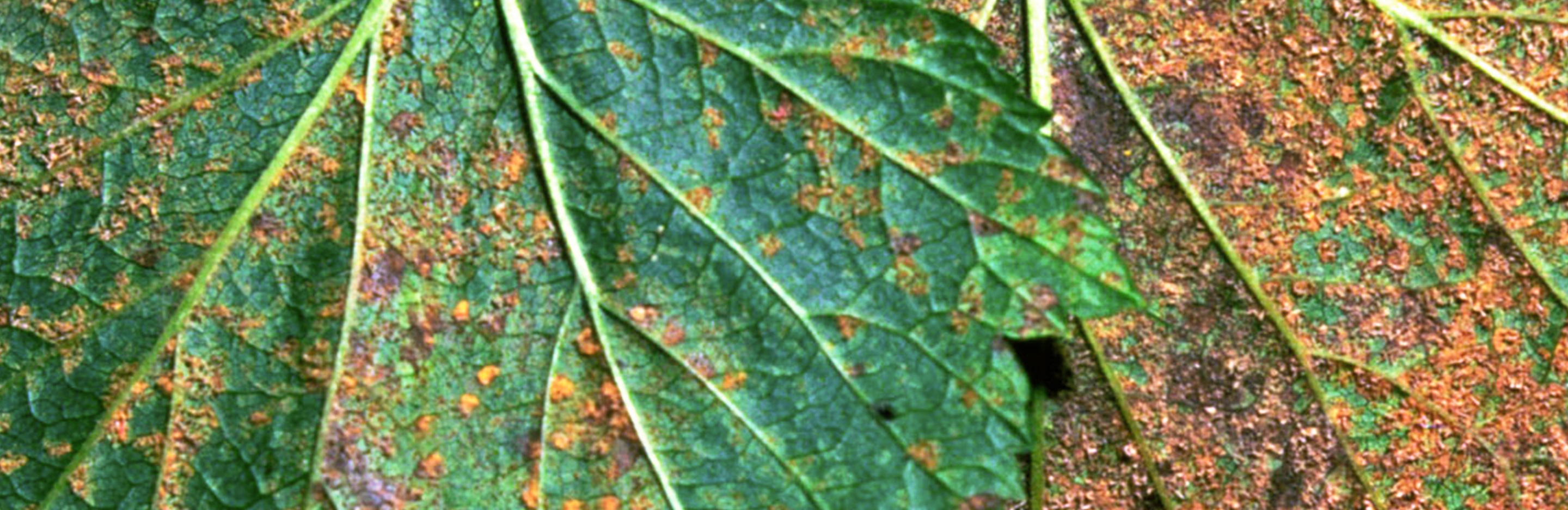 Blasenrost an Kiefer