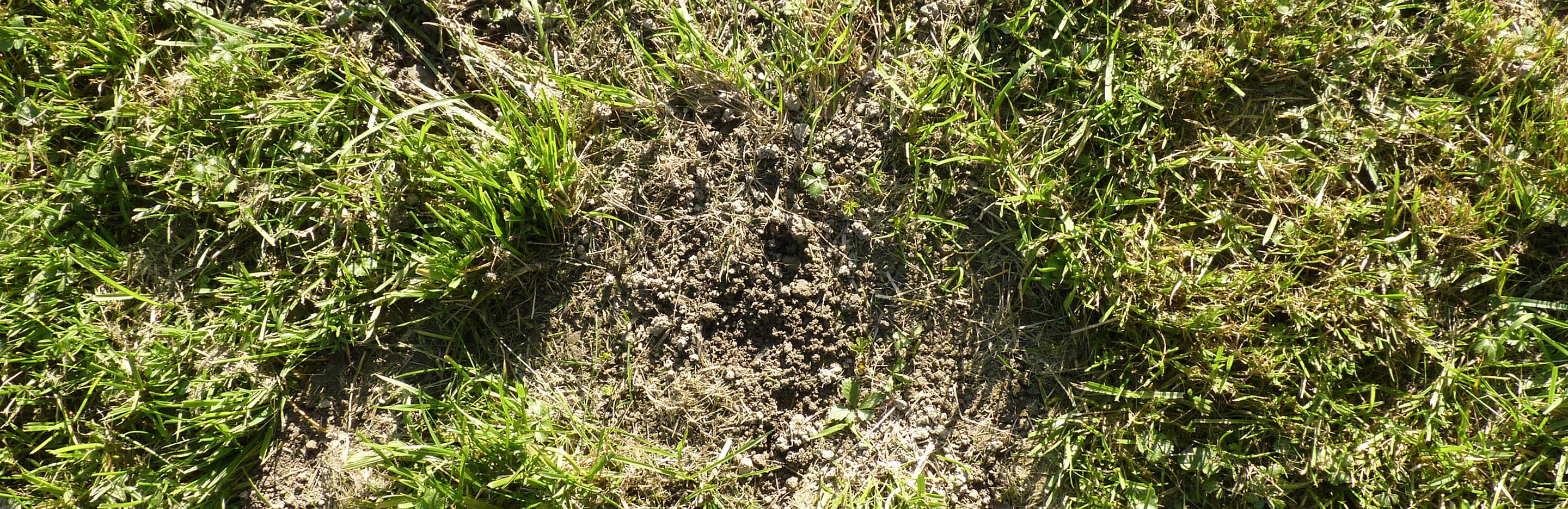 Braune oder kahle Stellen im Rasen