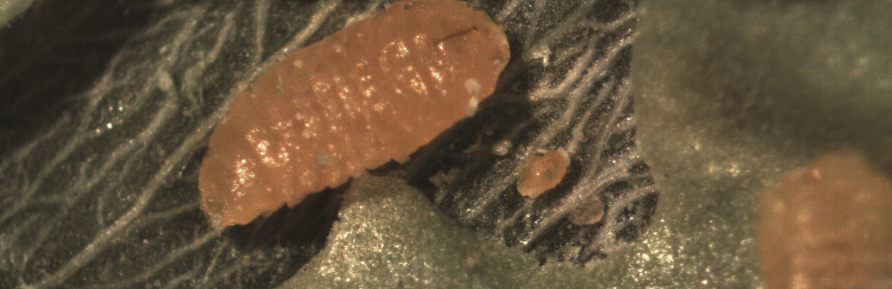 Buchsbaum-Gallmücke