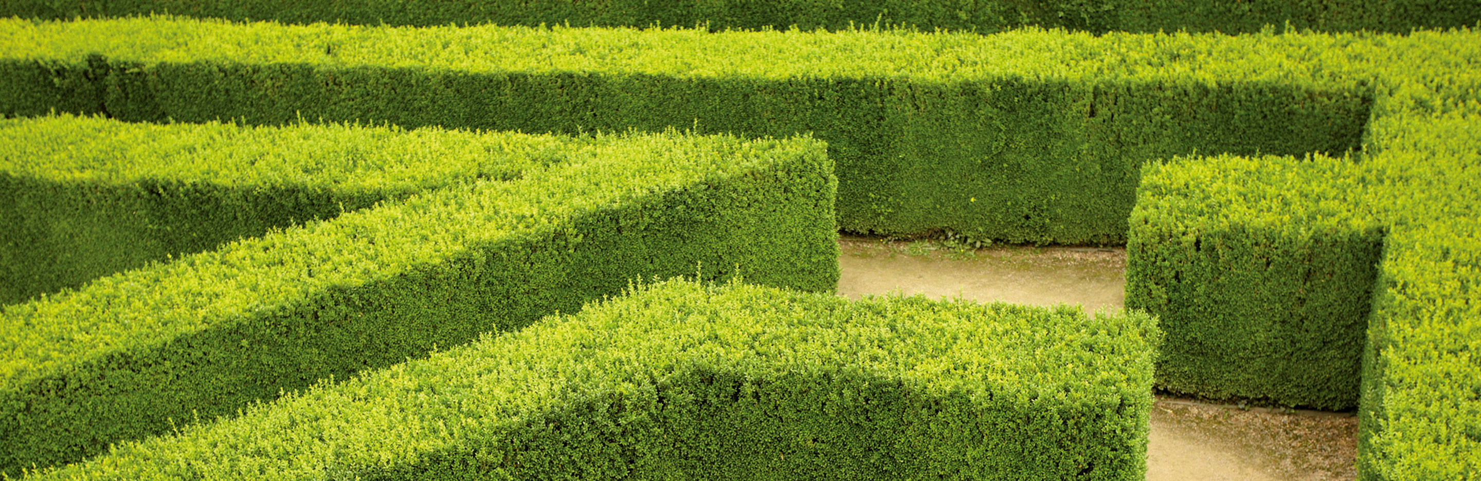 Buchsbaum - Pflege für den Gartenliebling