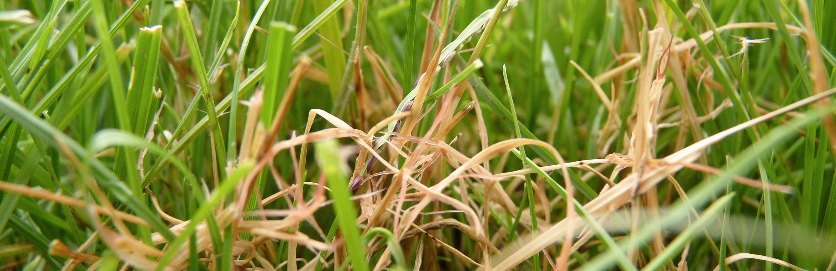 Diagnose: Pilzerkrankungen im Rasen