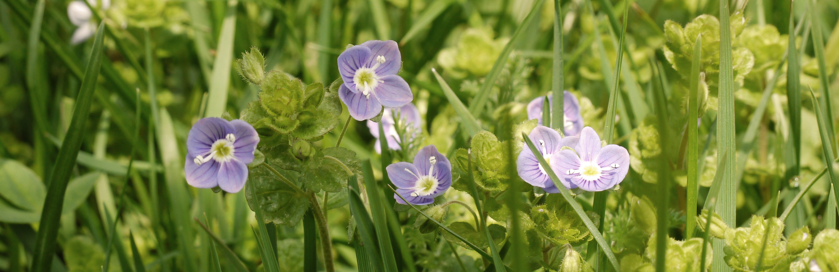 Die Vielfalt der Unkräuter