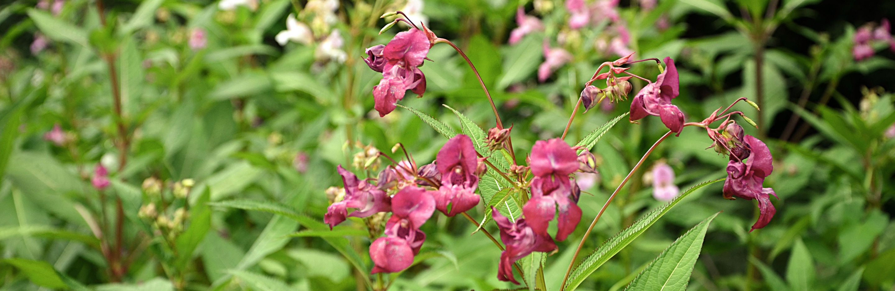 Drüsiges Springkraut