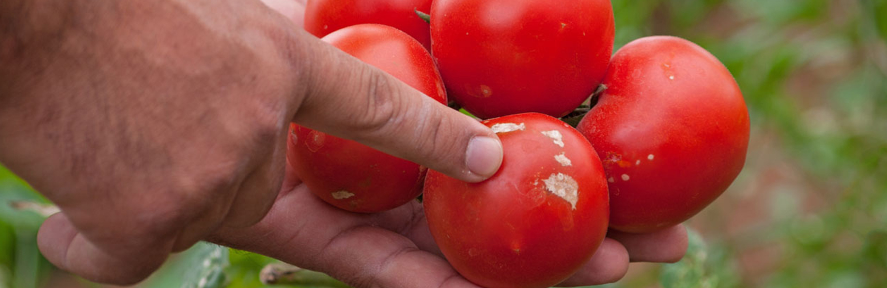 Dürrfleckenkrankheit an Tomate