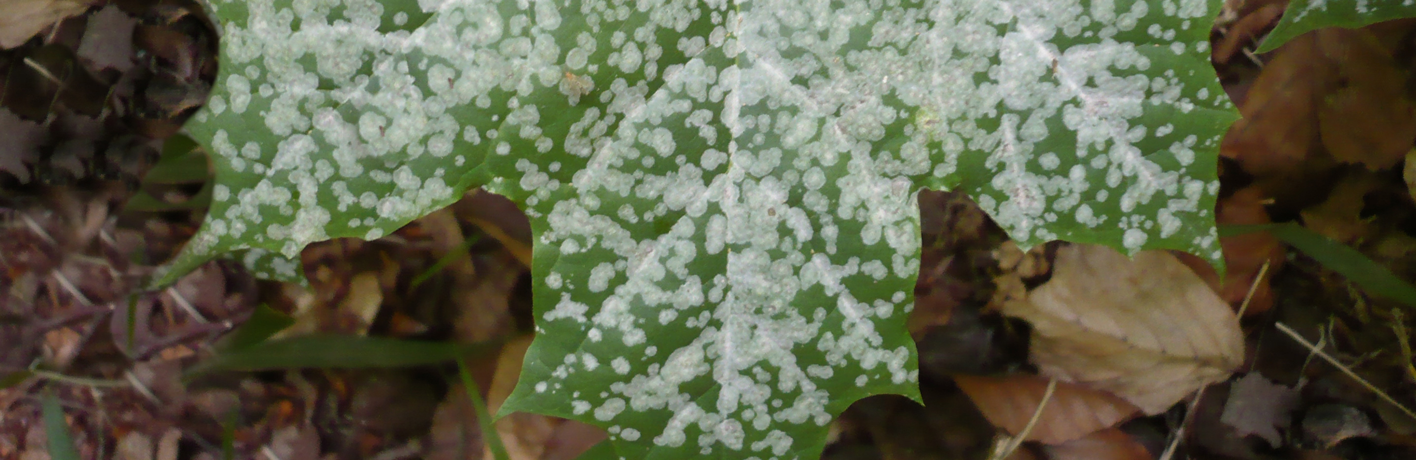 Echter Mehltau an Bäumen & Sträuchern