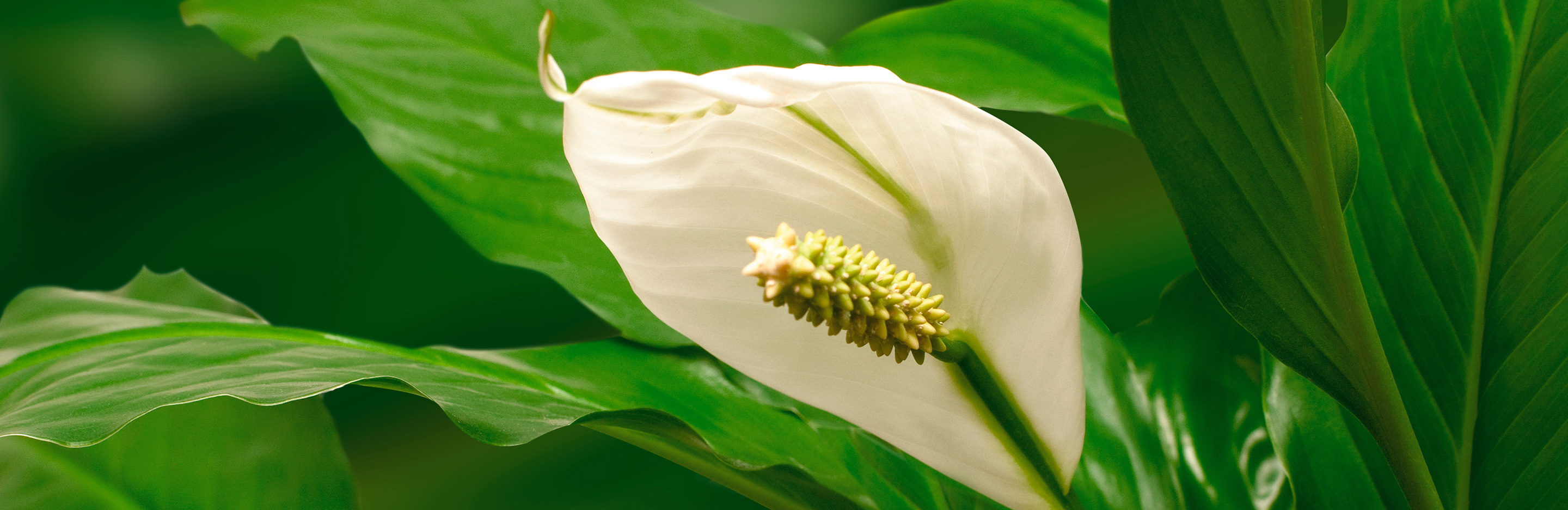 Einblatt, Blattfahne