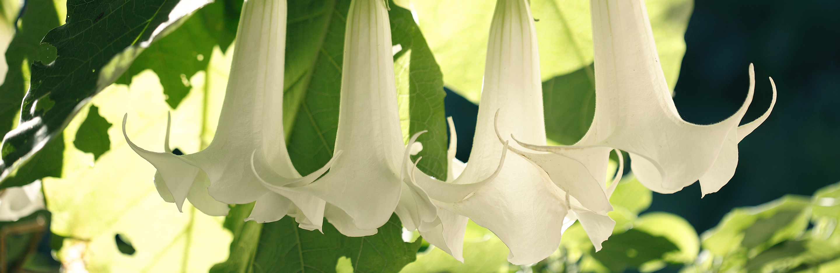 Engelstrompete und Stechapfel