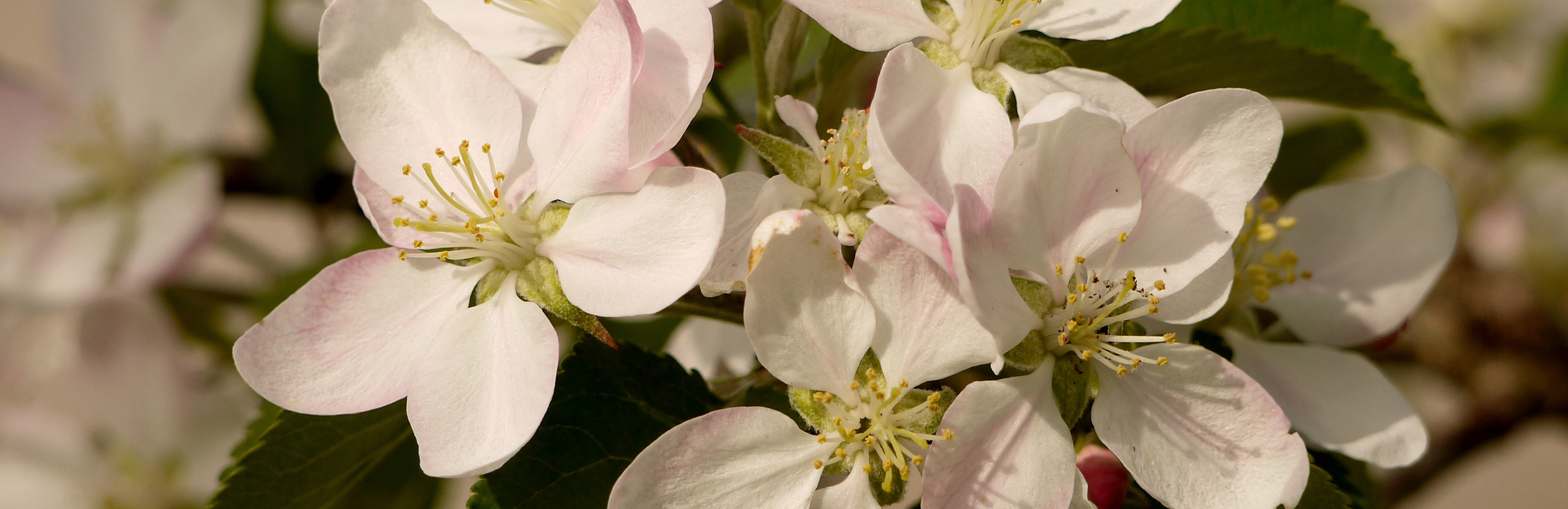 Erste Hilfe für Obstliebhaber
