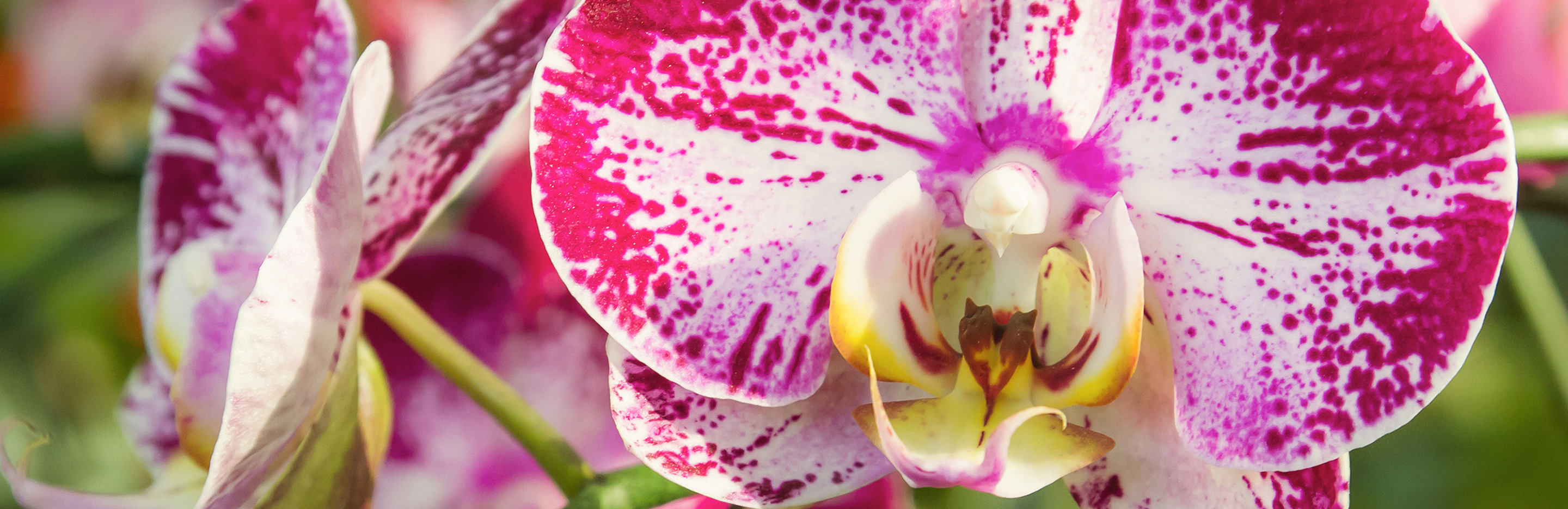 Exotische Schönheiten: Phalaenopsis