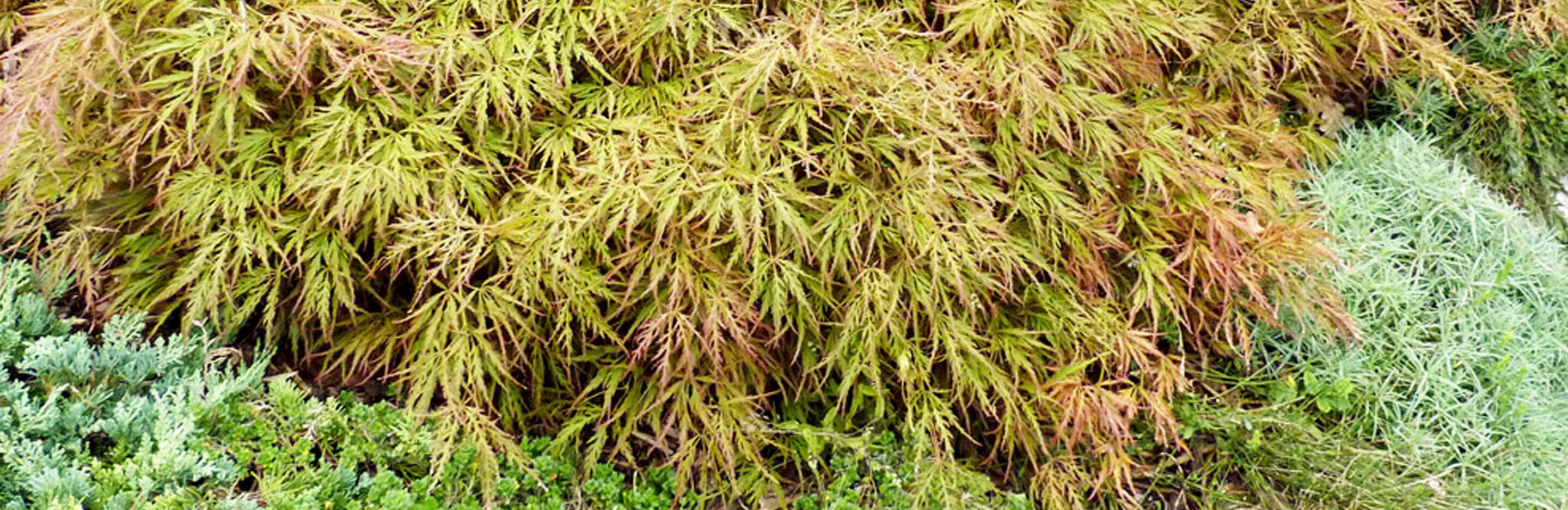 Fächerahorn pflanzen und pflegen