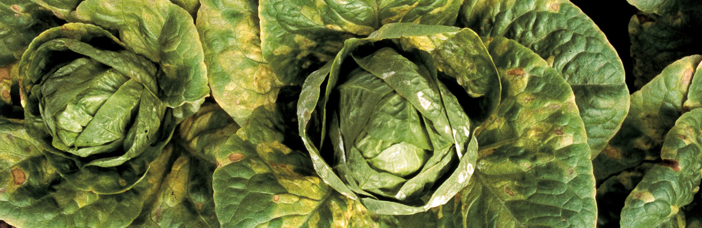 Falscher Mehltau an Gemüsepflanzen