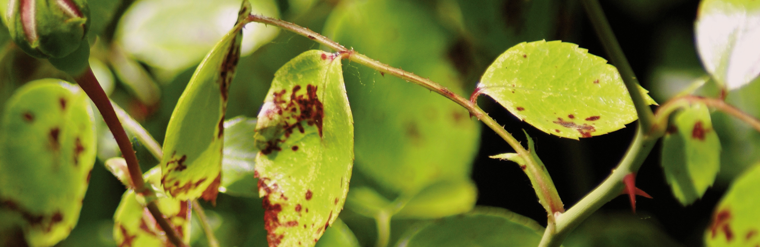 Falscher Mehltau an Rosen