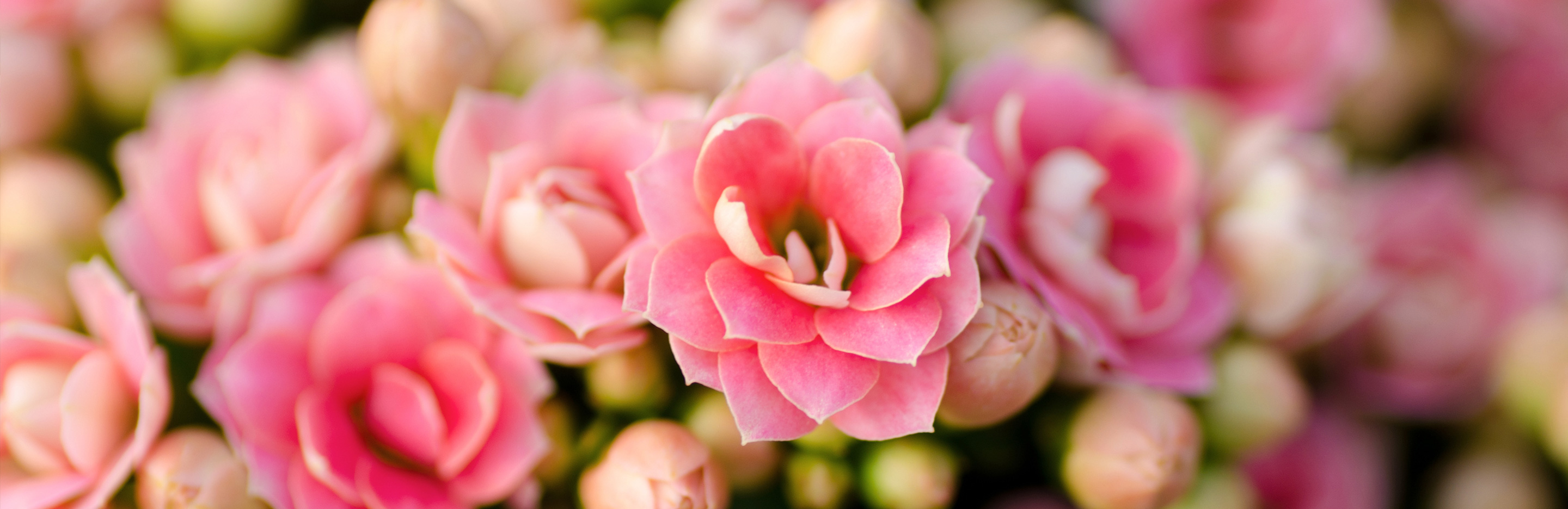 Blütezeit im Winter