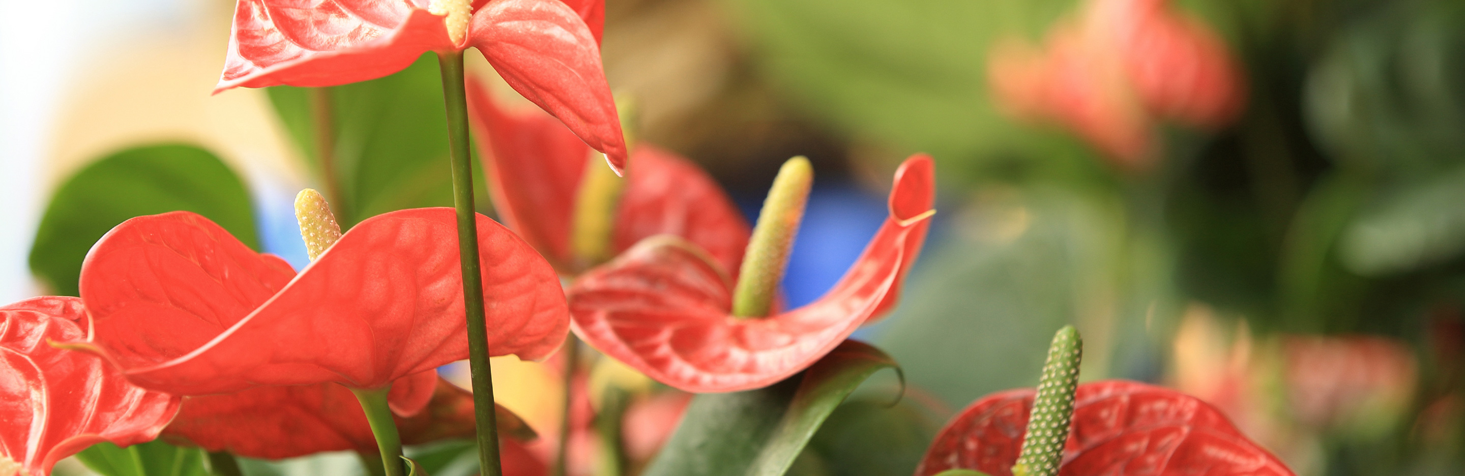 Flamingoblume (Anthurie)