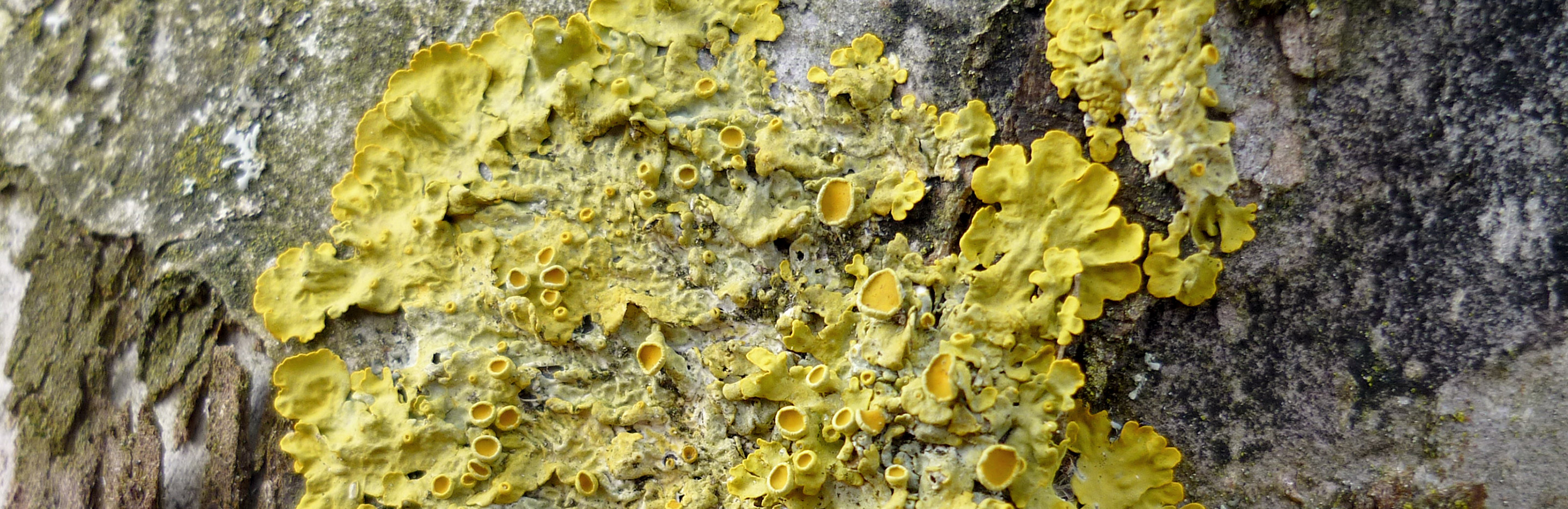 Flechten, Moose und Algen