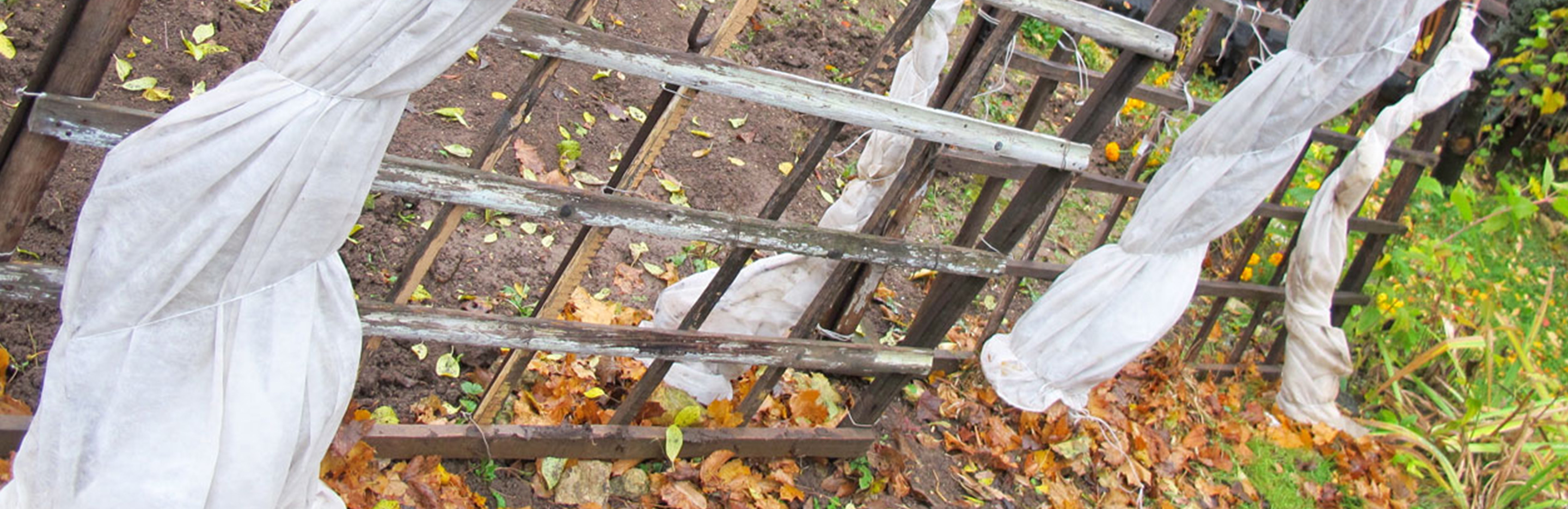 Frostige Zeiten - Pflanzen im Garten pflegen