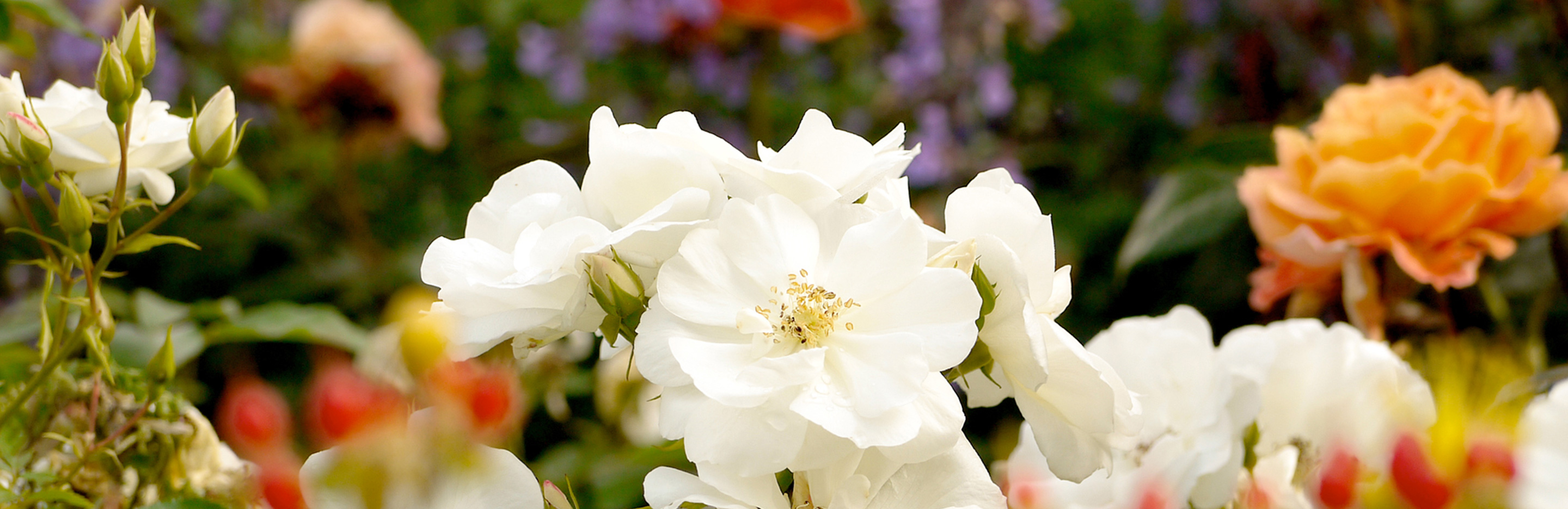 Frühjahrskur für Rosen