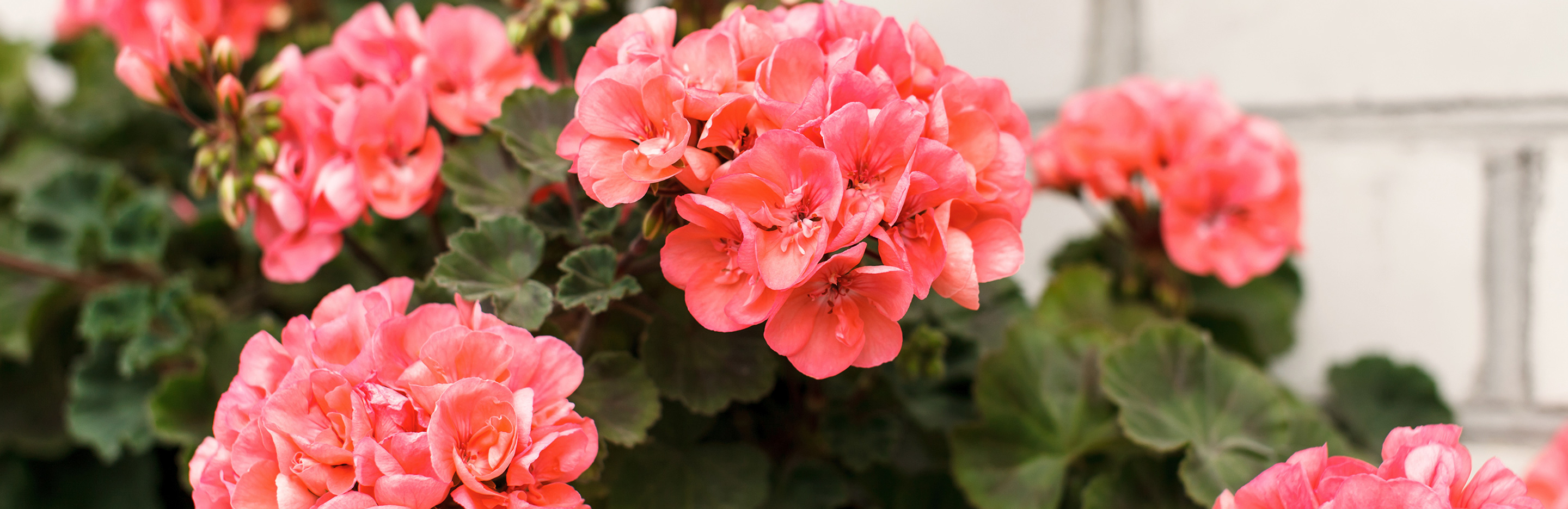 Frühjahrspflege für Geranien