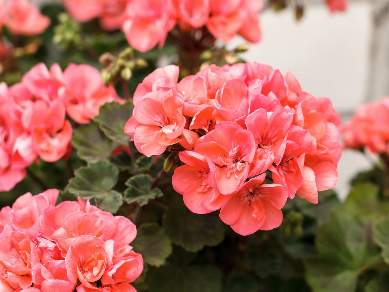 Wie alt werden Geranien? Alles über die Lebensdauer der beliebten Balkonblumen