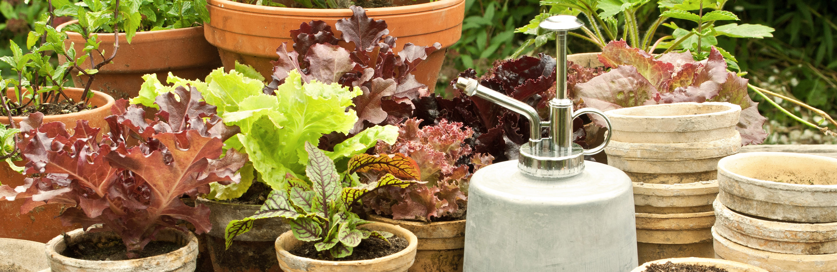 Gärtnern in der Kiste