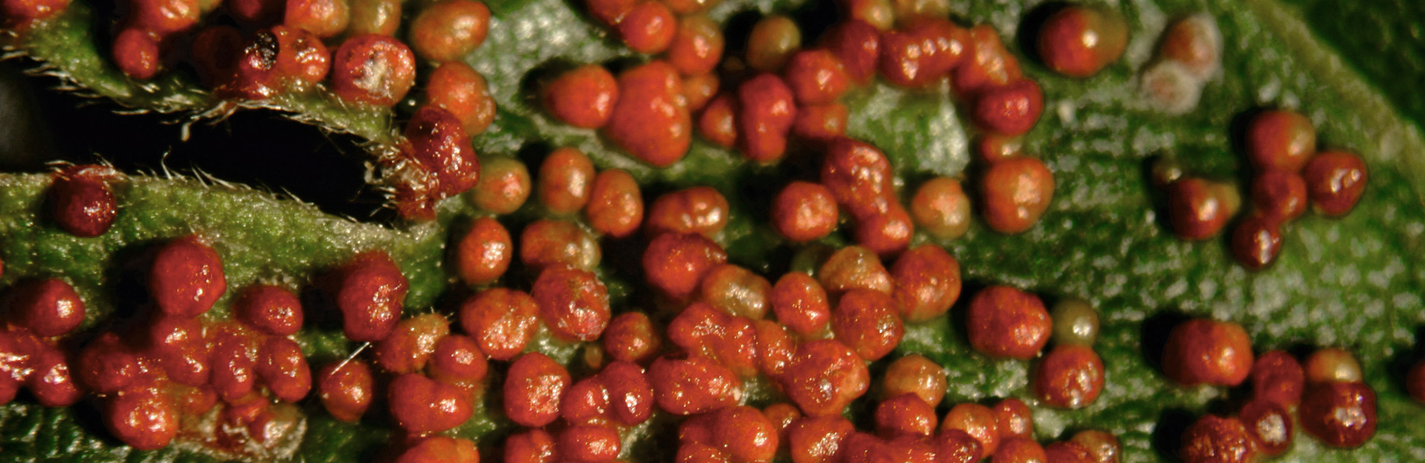 Gall- und Pockenmilben