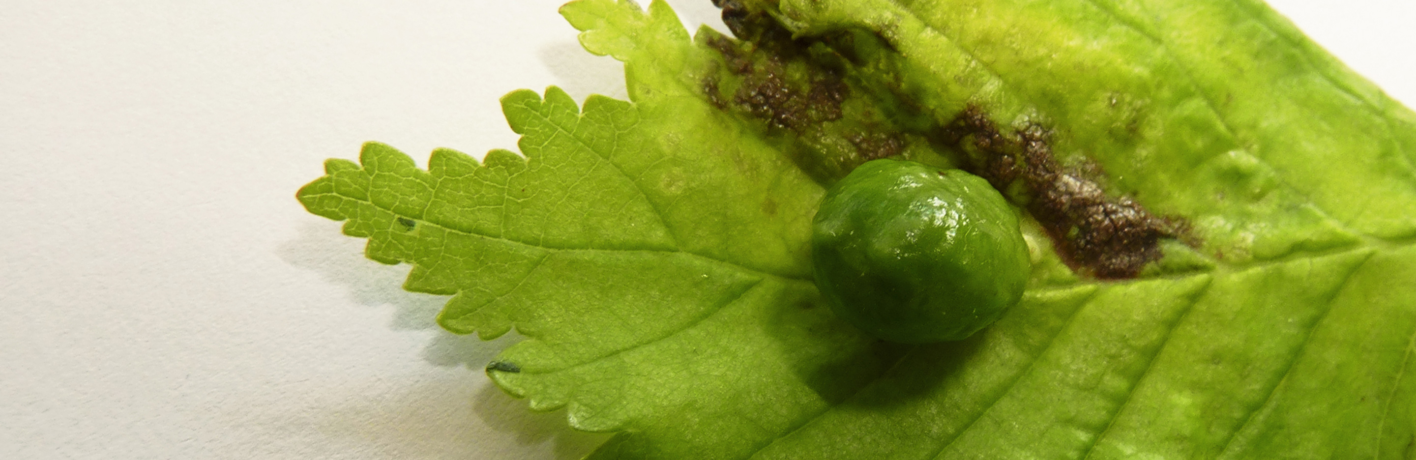 Gallenlaus an Bäumen & Sträuchern