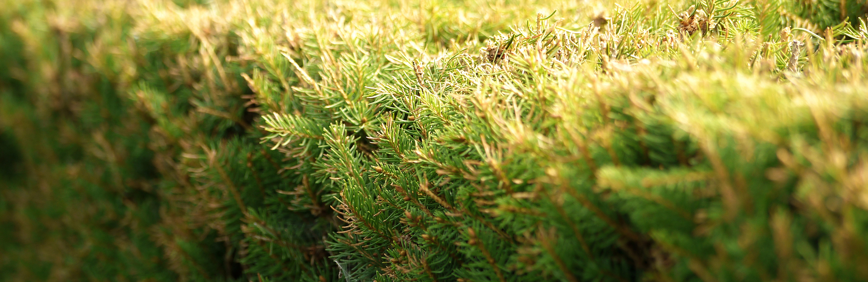 Gartengestaltung mit Hecken
