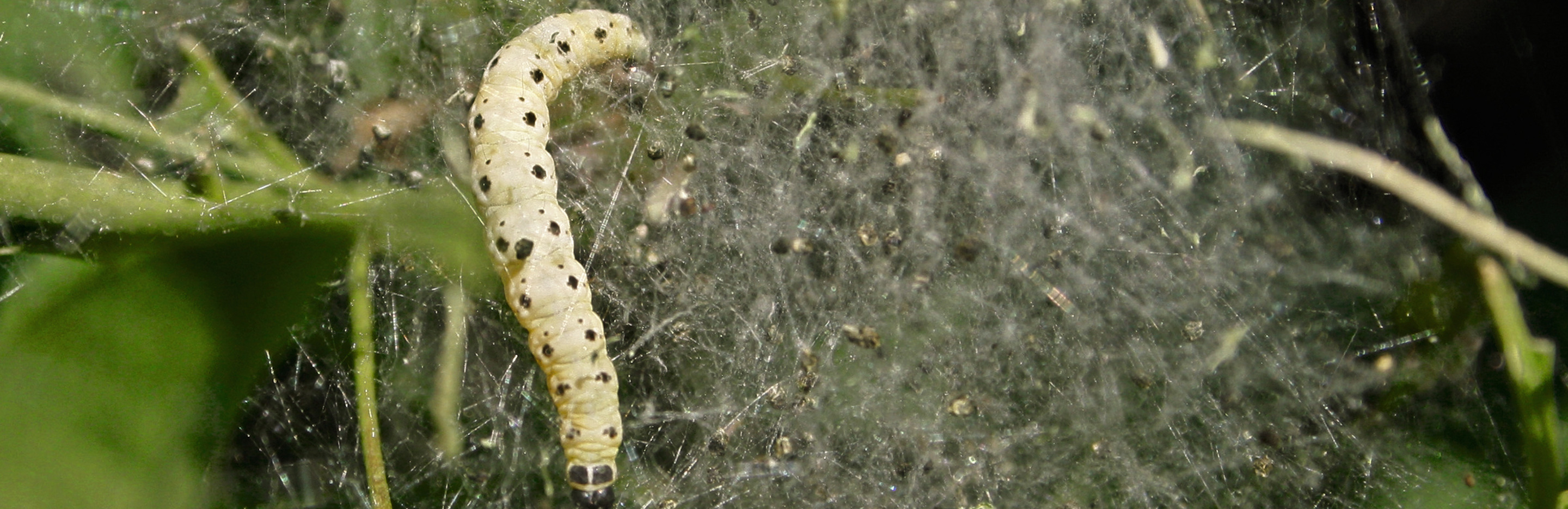 Gespinstmotte an Bäumen & Sträuchern