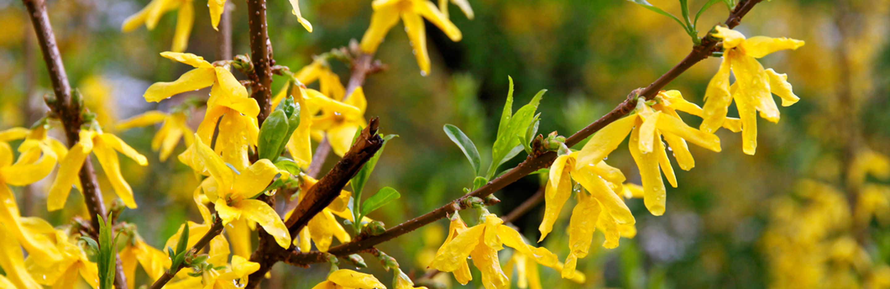 Goldglöckchen, Forsythien