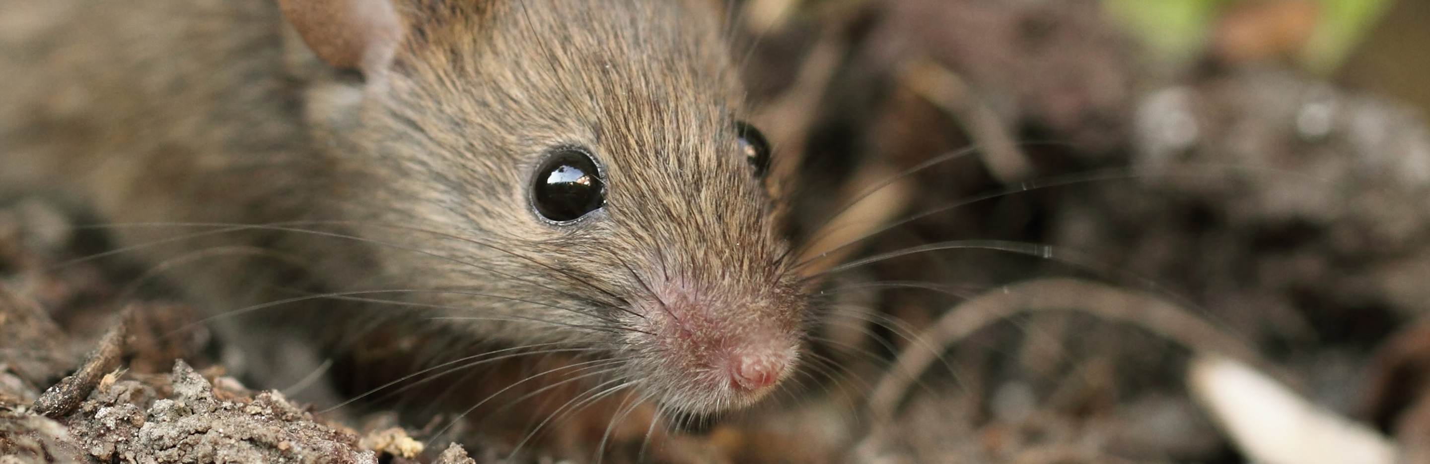 Hausmäuse bekämpfen