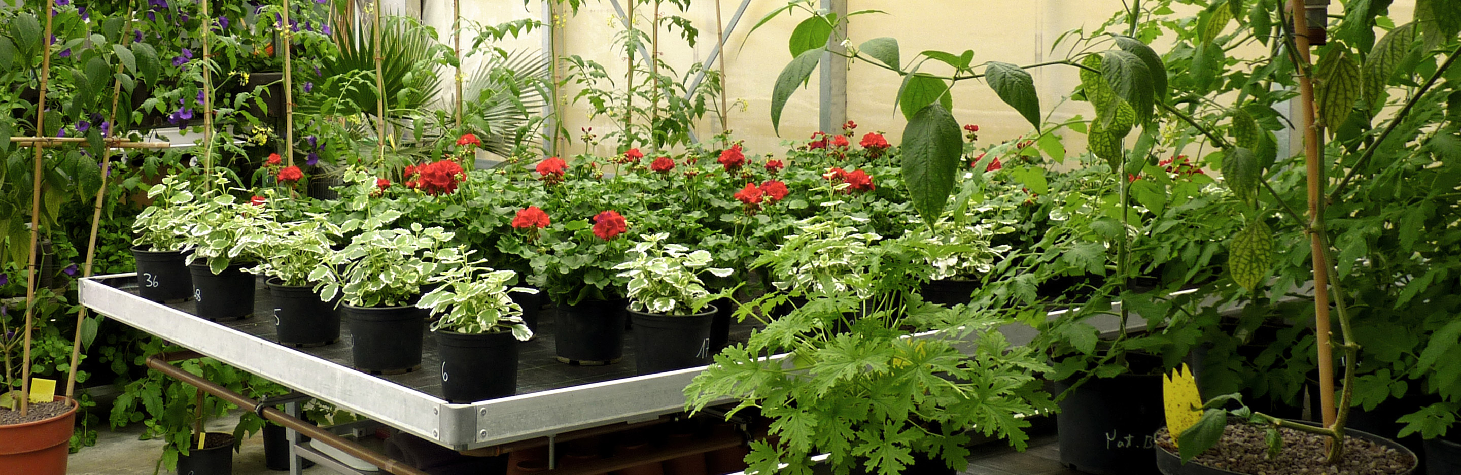 Herbstputz im Gewächshaus