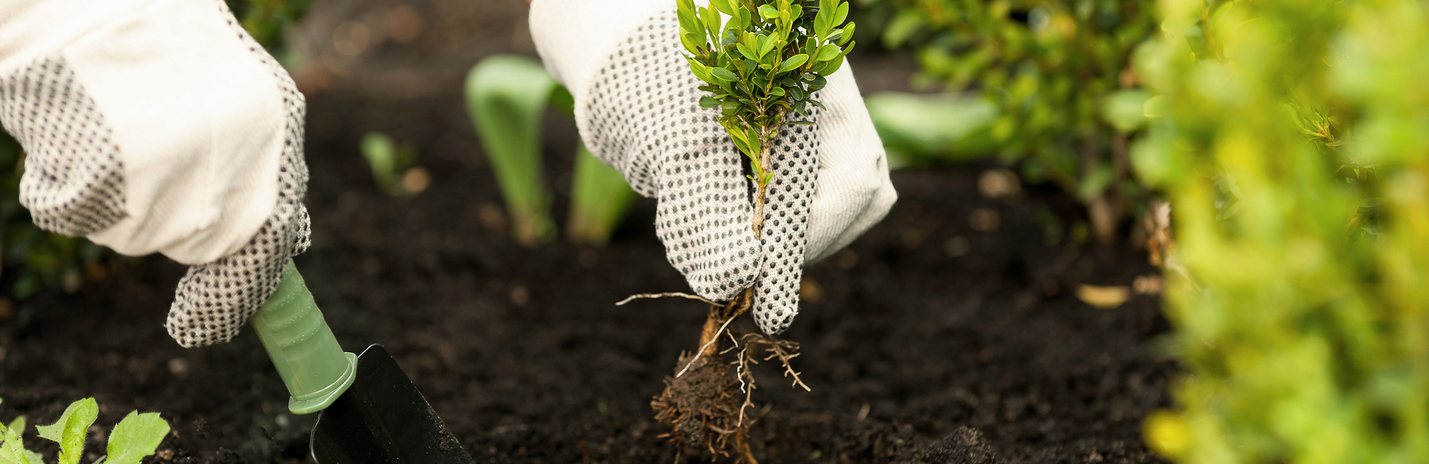 Herbstzeit ist Pflanzzeit