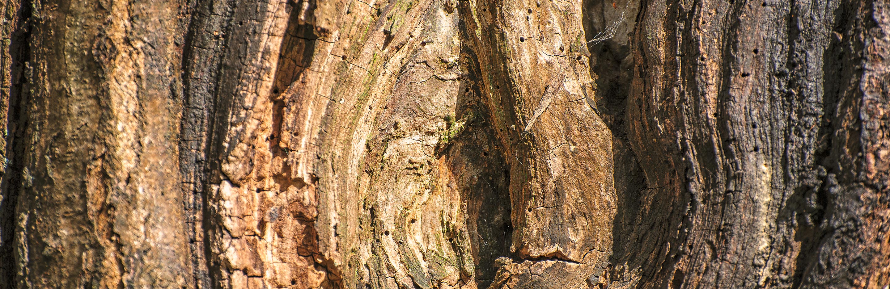 Holz- und Rindenkrankheiten