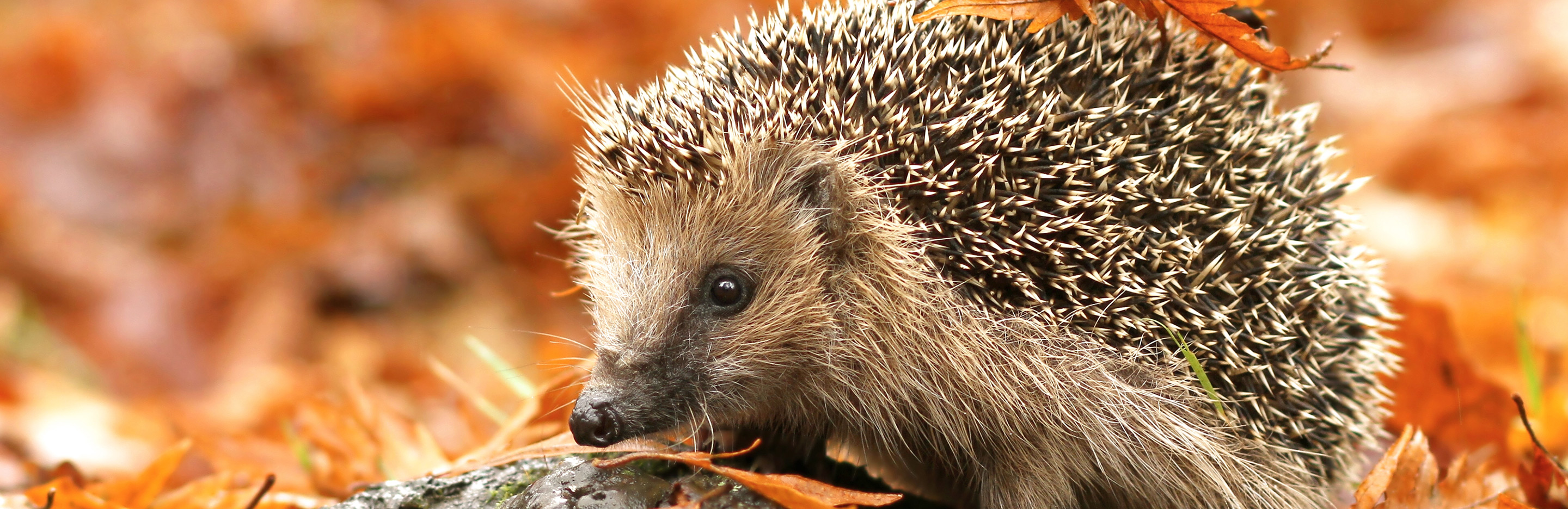 Igel - unsere Stacheligen Freunde