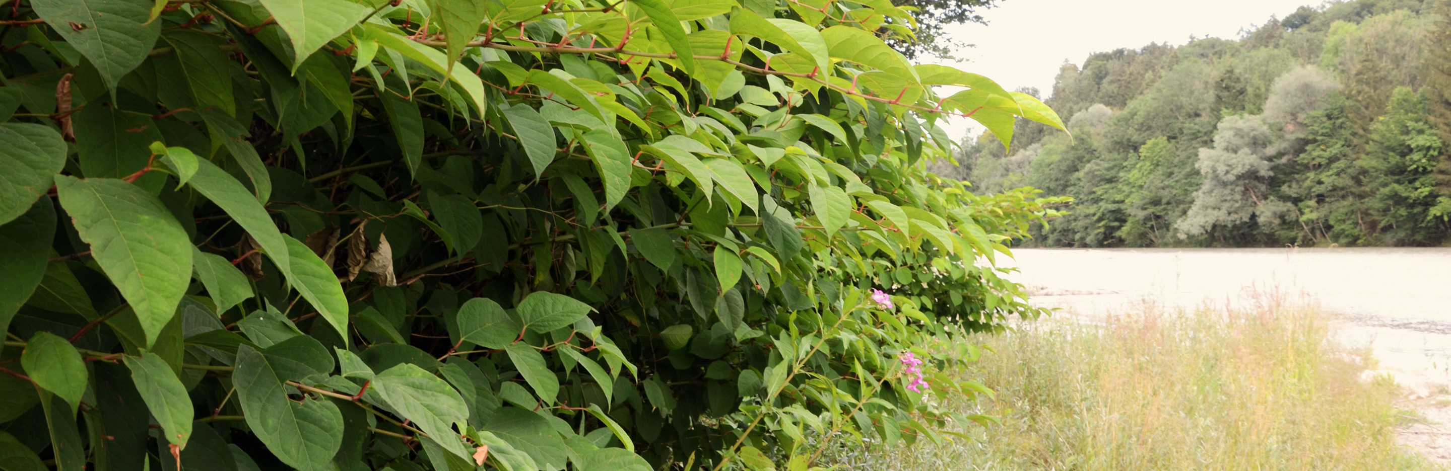 Japanischer Staudenknöterich