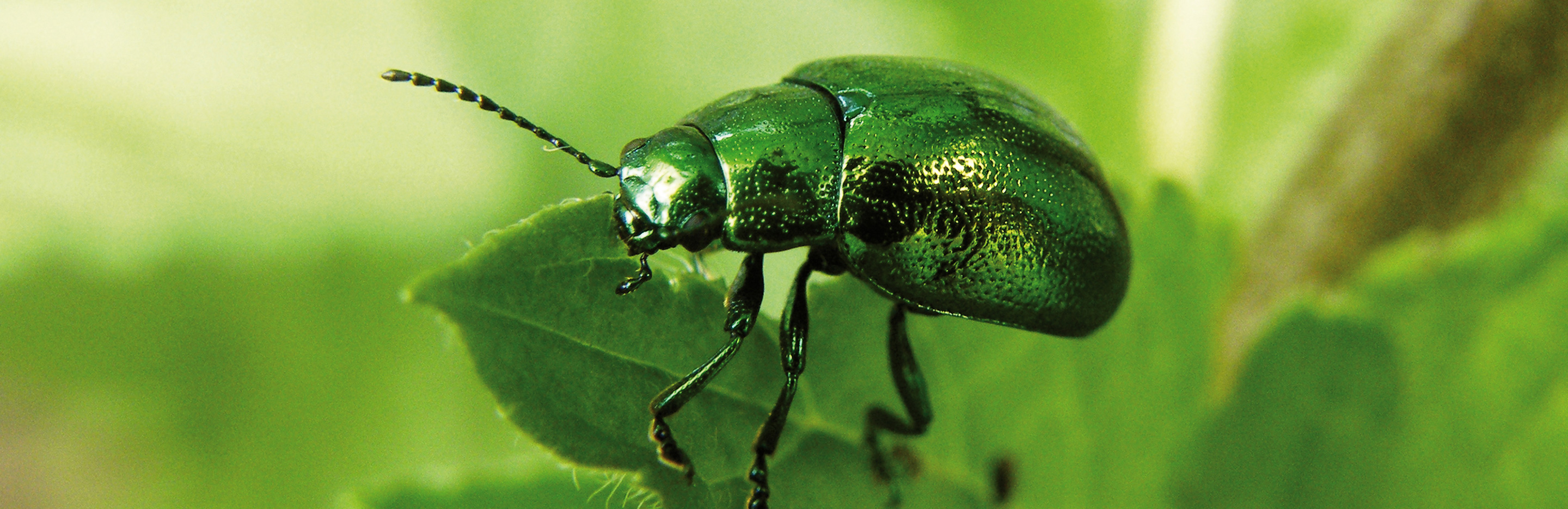 Käfer an Bäumen & Sträuchern