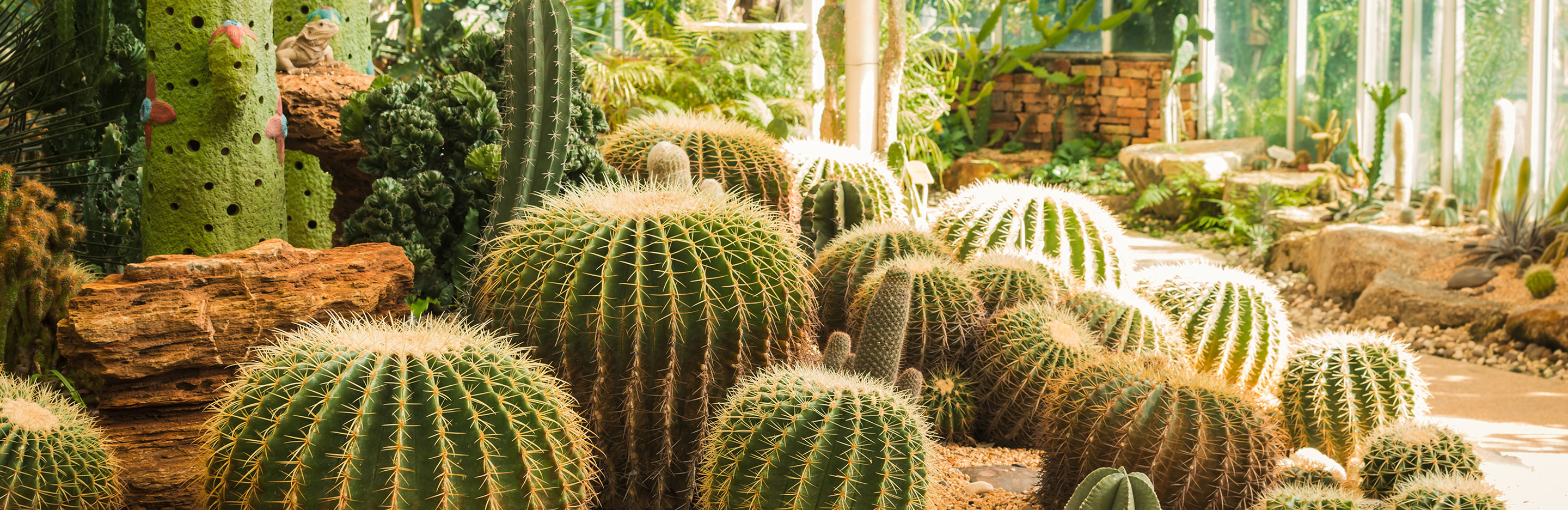 Ein Kaktus mag es heiß