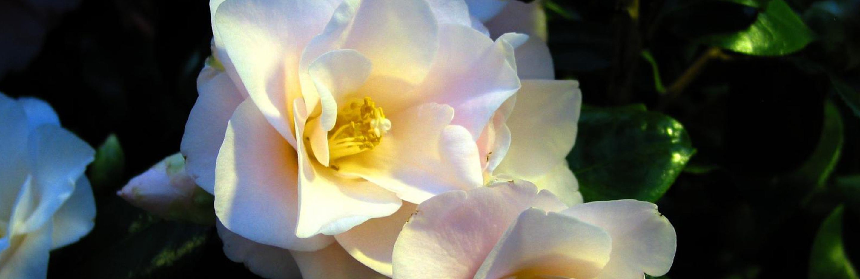 Kamelienpflege im Wintergarten