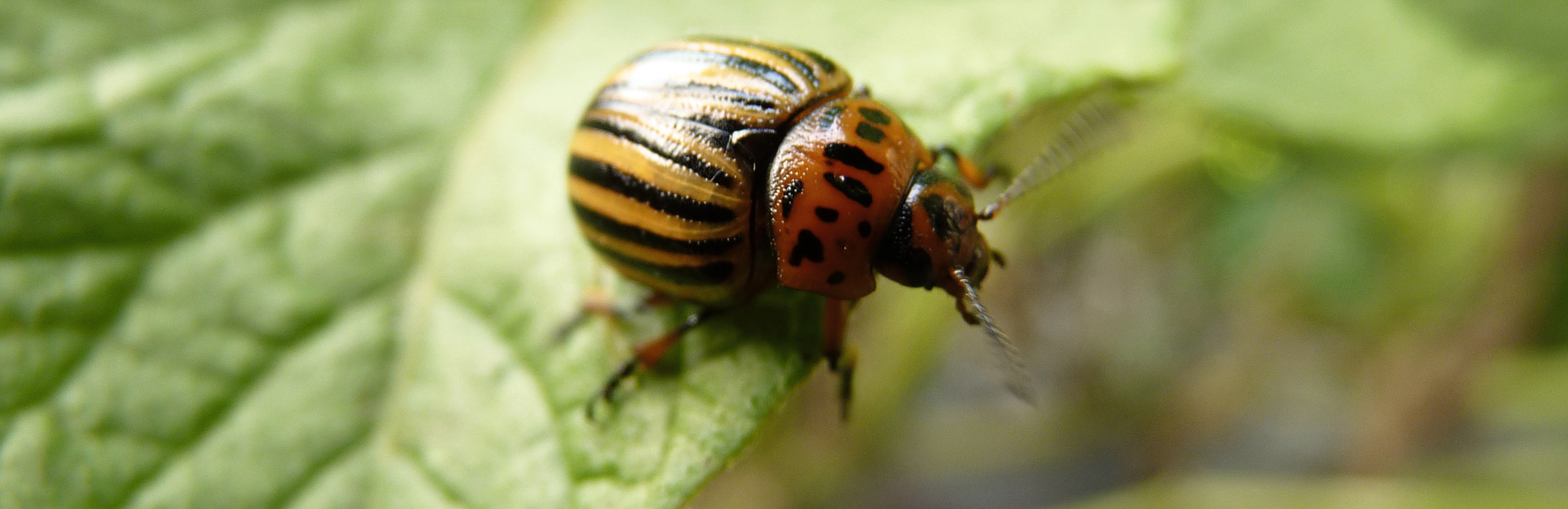 Kartoffelkäfer an Gemüse