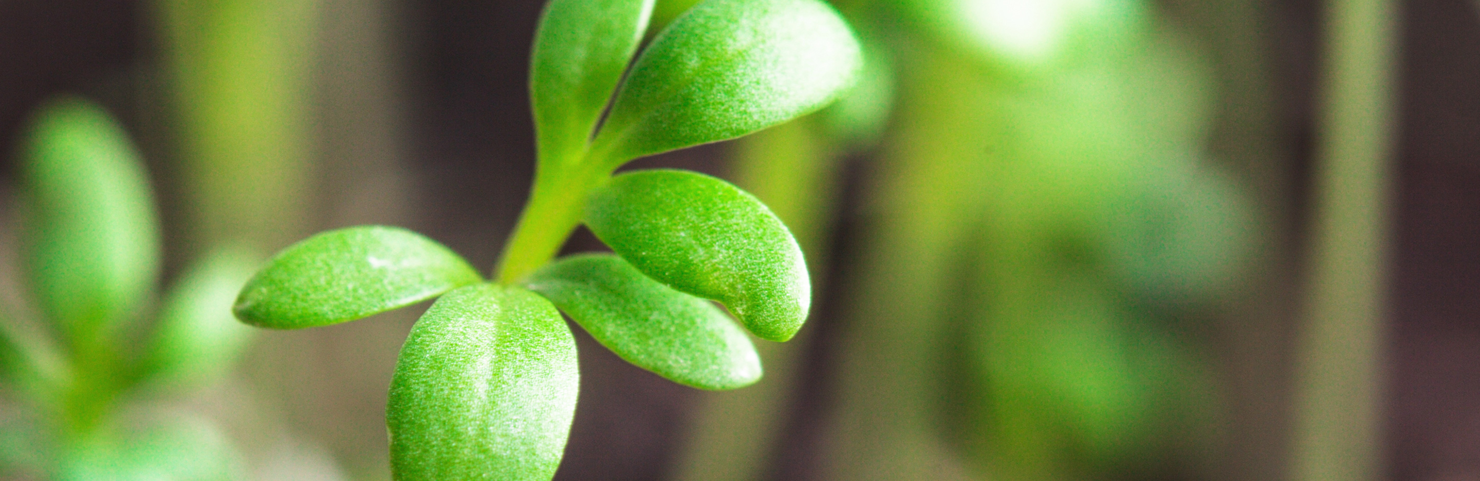 Keimlinge & Sprossen ziehen