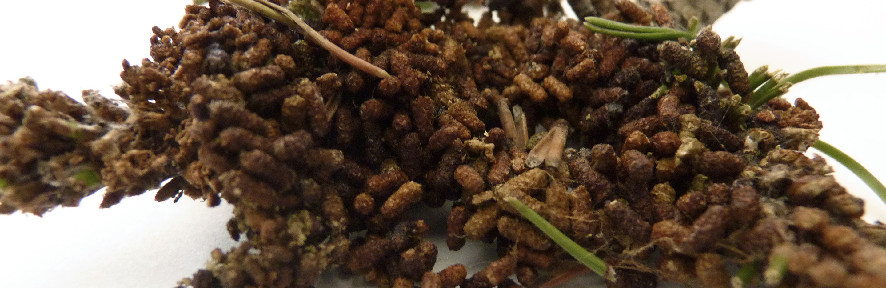 Kiefernkultur-Gespinstblattwespe