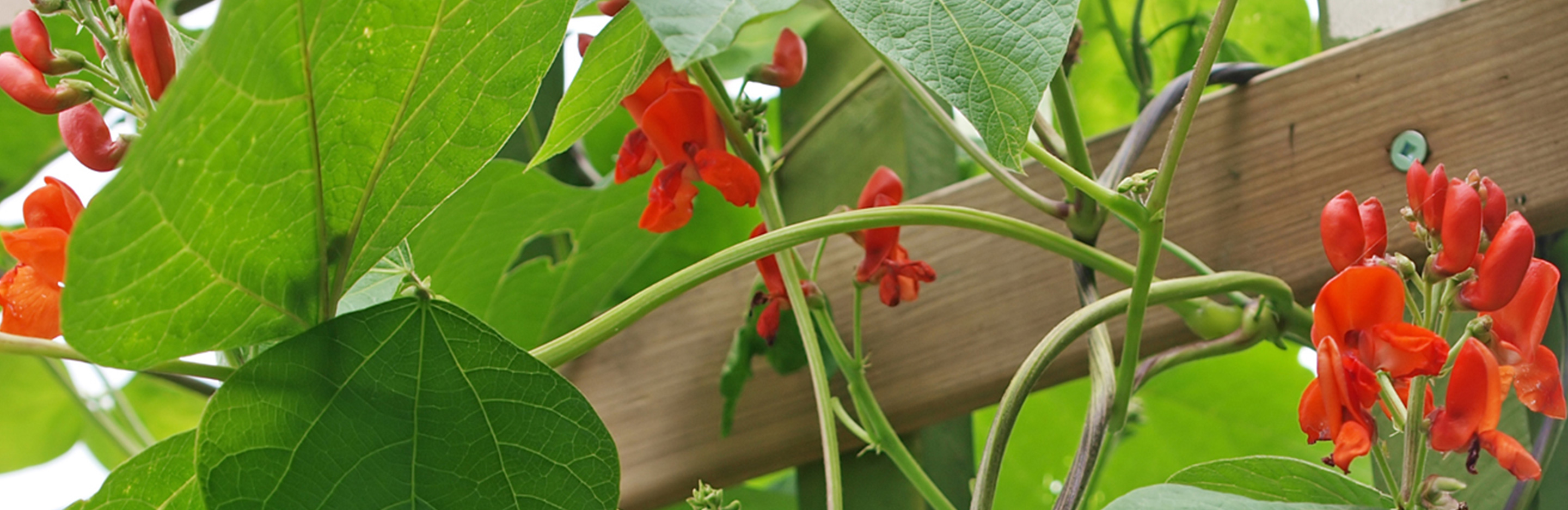 Kletterndes Obst und Gemüse