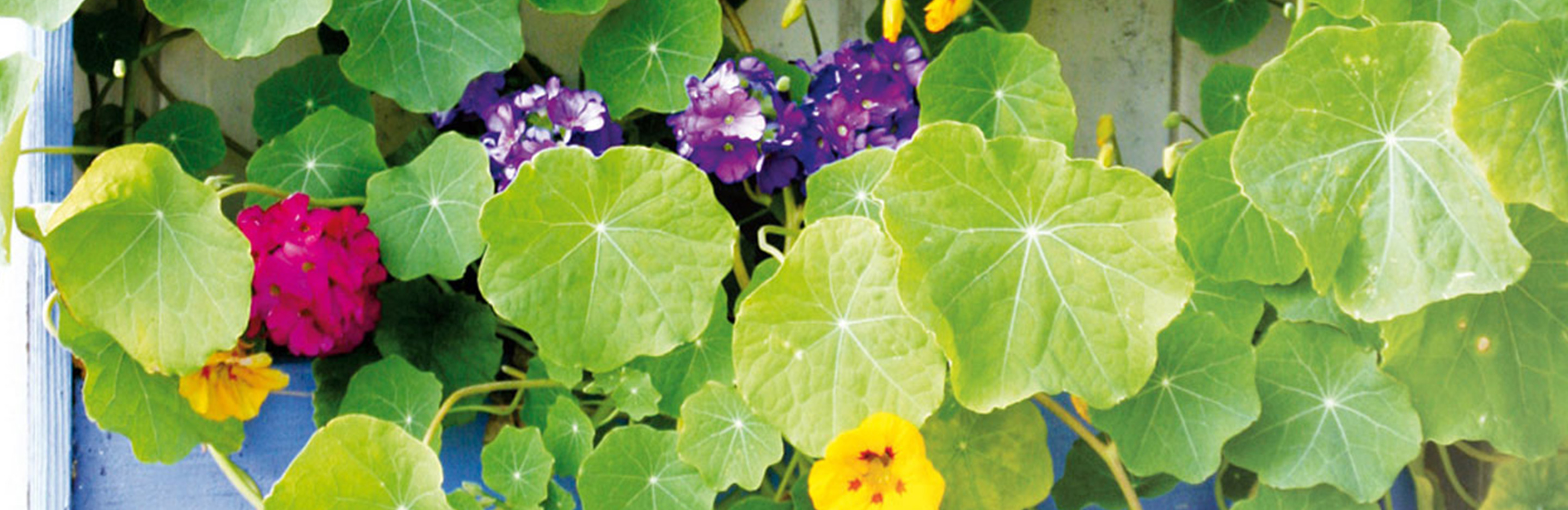 Kletterpflanzen, Sichtschutz zum Anbeißen