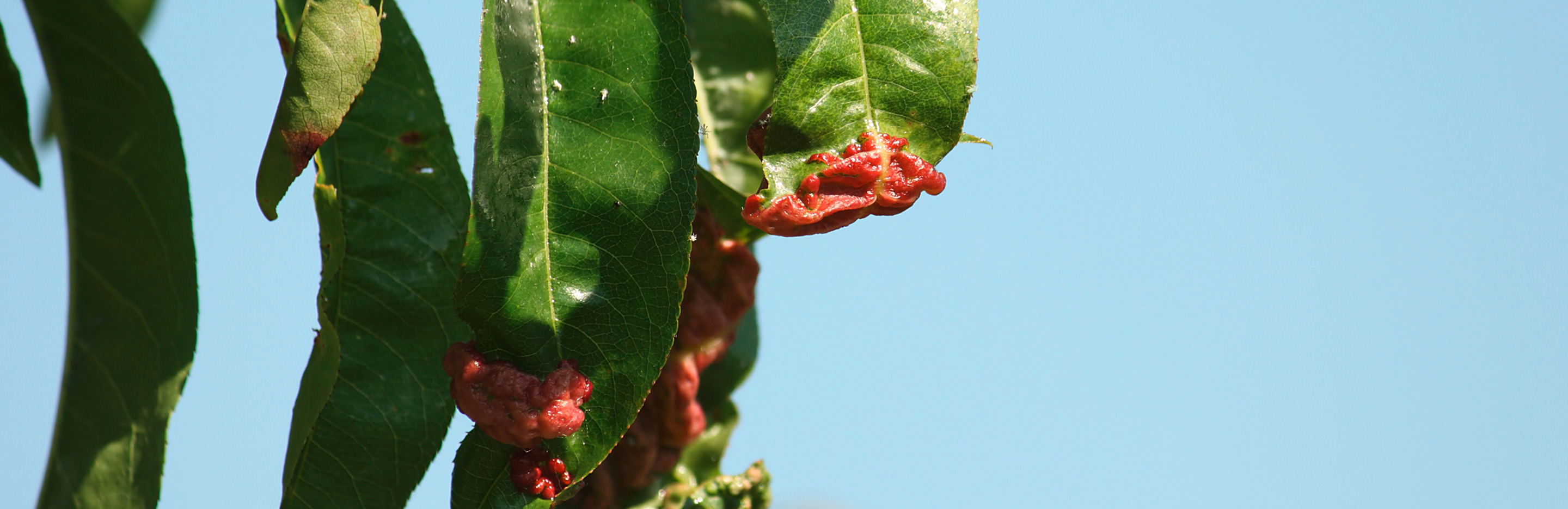 Kräuselkrankheit Pfirsich an Obst