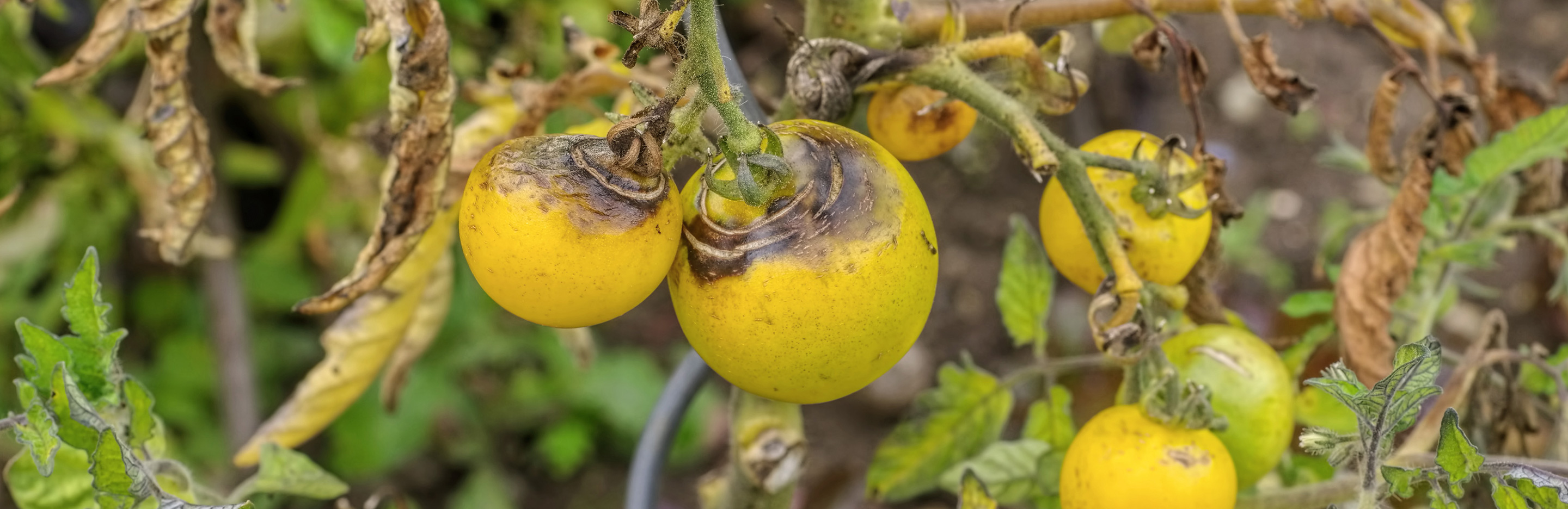Kraut- und Braunfäule Tomaten