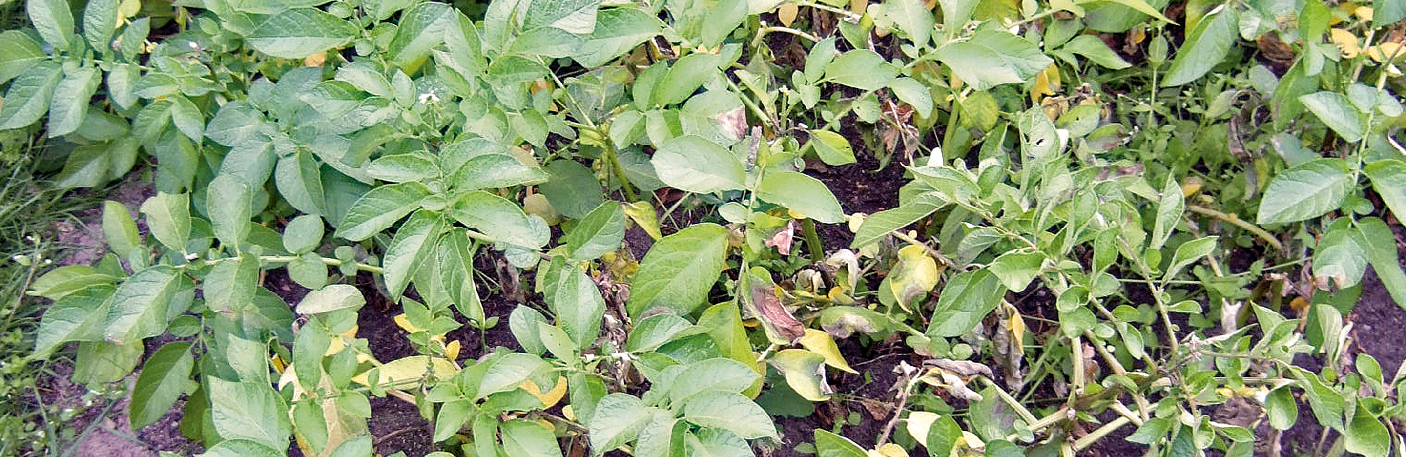 Kraut- und Knollenfäule an Kartoffel